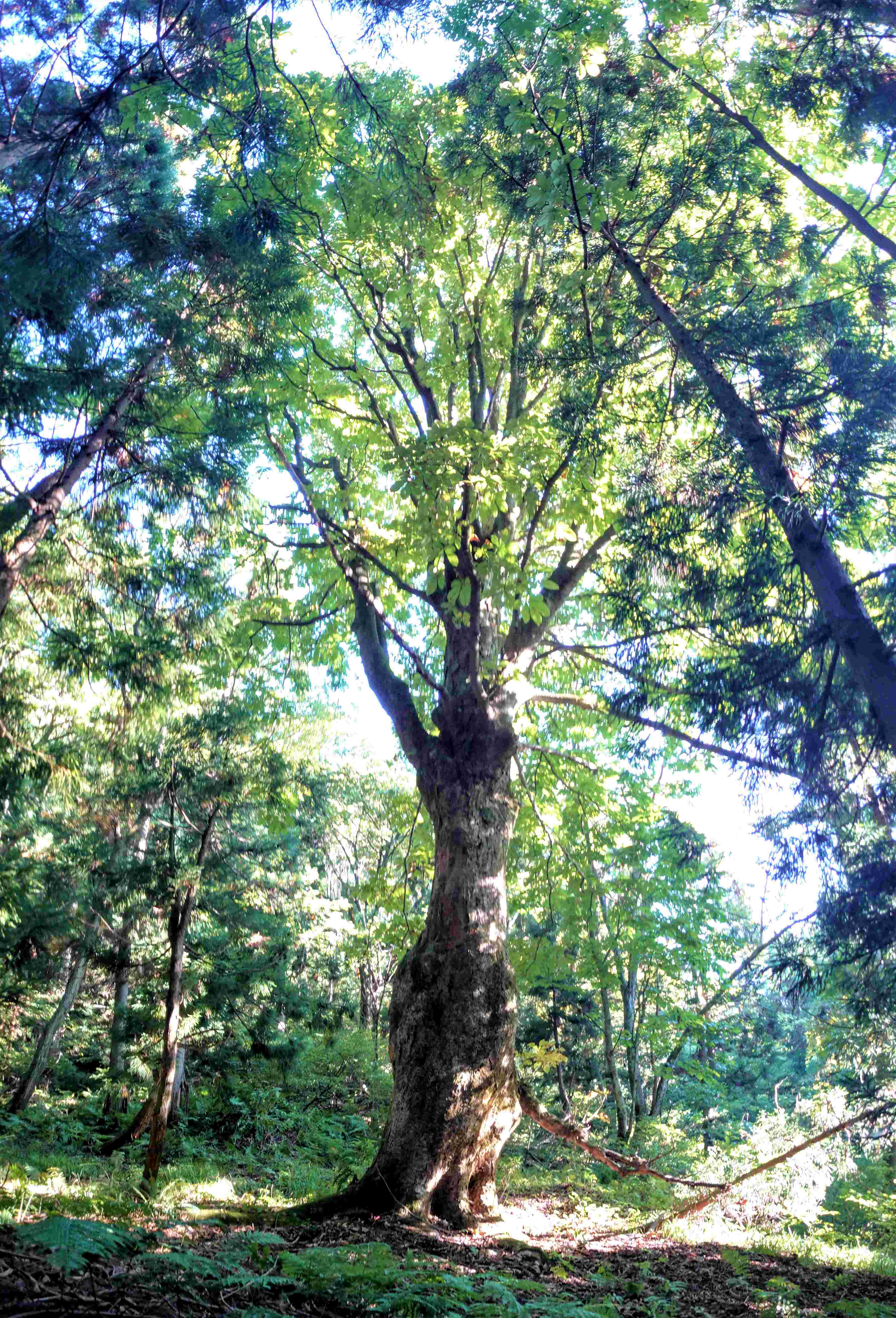 トチノキ大木panorama